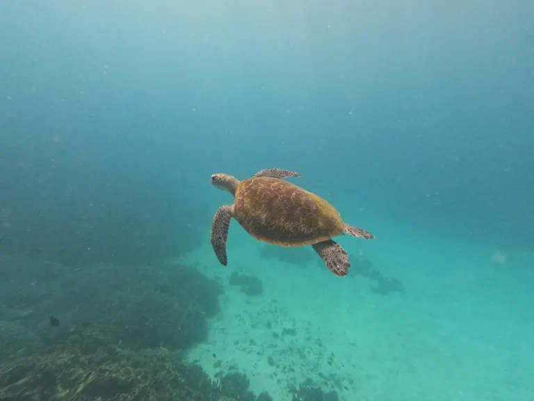 Penyu berenang di atas terumbu saat tamu trip Deden Putra snorkeling