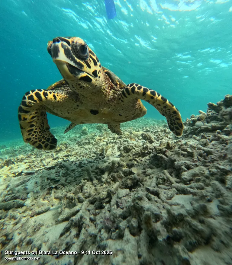 Penyu sisik berenang di atas terumbu, dipotret tamu trip Diara La Oceano