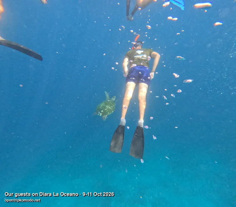 Tamu trip Diara La Oceano snorkeling dengan penyu di bawahnya