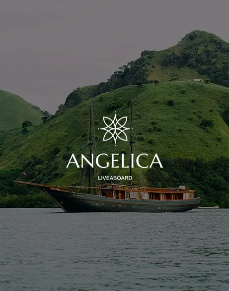 Angelica